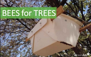 http://www.weforest.org/newsroom/bees-trees