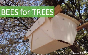 Bees for Trees - mit Bienen den Regenwald unterstützen
