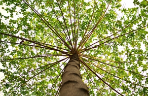 GreenAdz_Feedback_Research_Incentivierung