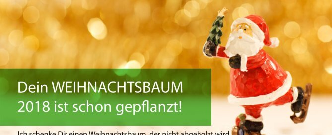 Für einen Euro einen neuen Weihnachtsbaum pflanzen